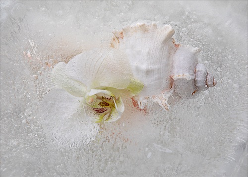 Orchid and Shell in Ice.jpg